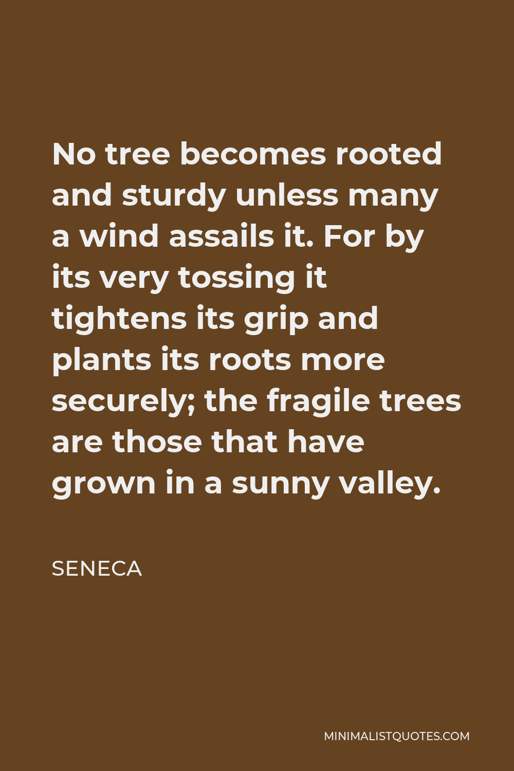 Seneca Quote - No tree becomes rooted and sturdy unless many a wind assails it. For by its very tossing it tightens its grip and plants its roots more securely; the fragile trees are those that have grown in a sunny valley.