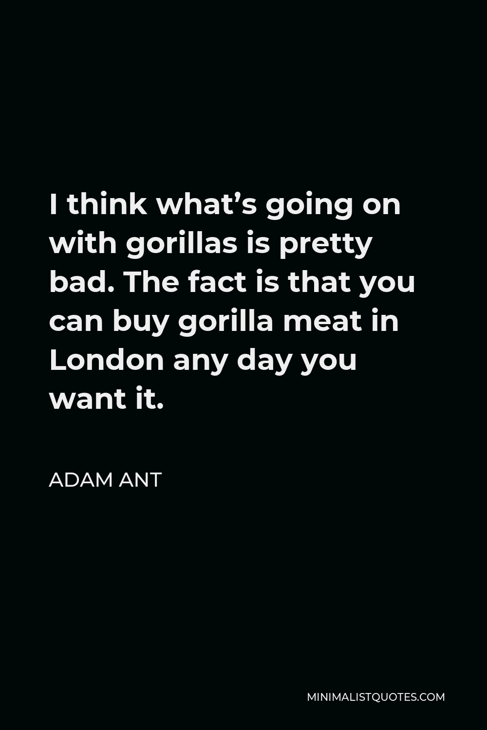 Adam Ant Quote - I think what’s going on with gorillas is pretty bad. The fact is that you can buy gorilla meat in London any day you want it.
