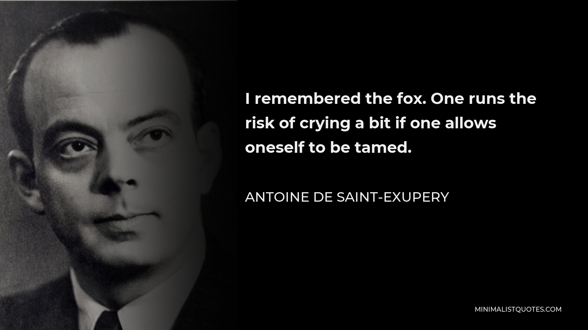 Antoine de Saint-Exupery Quote - I remembered the fox. One runs the risk of crying a bit if one allows oneself to be tamed.