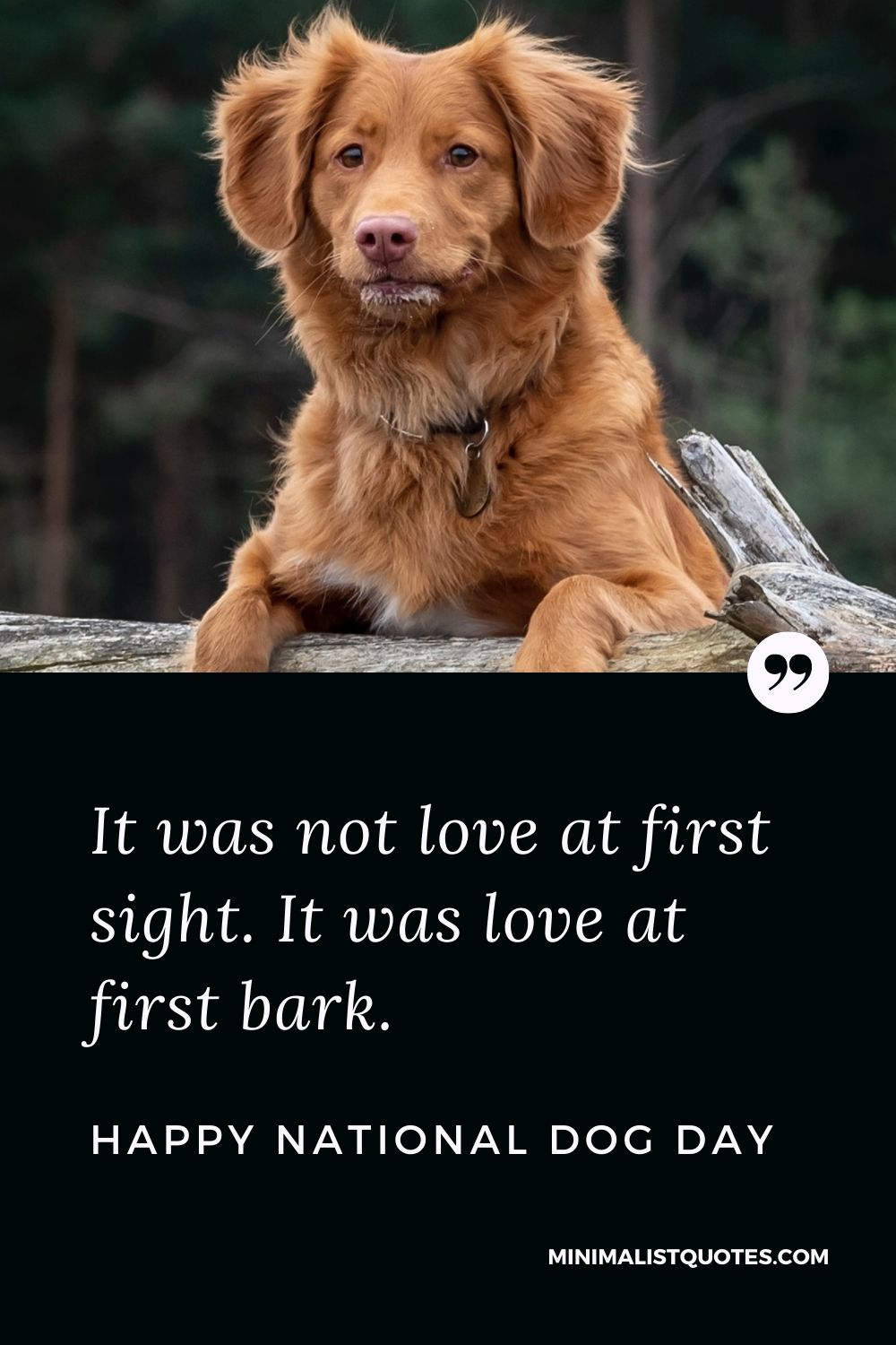 National Dog Day Quote, Wish & Message With Image: It was not love at first sight. It was love at first bark. Happy National Dog Day!