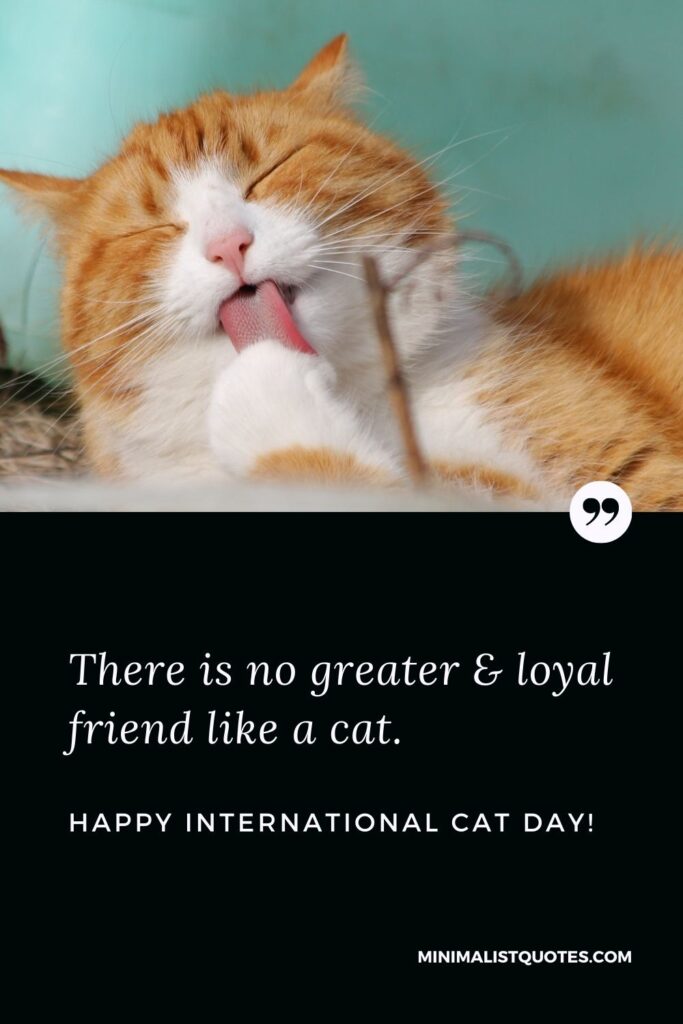 International Cat Dat Quote, Wish & Message With Image: There is no greater & loyal friend like a cat. Happy International Cat Day!