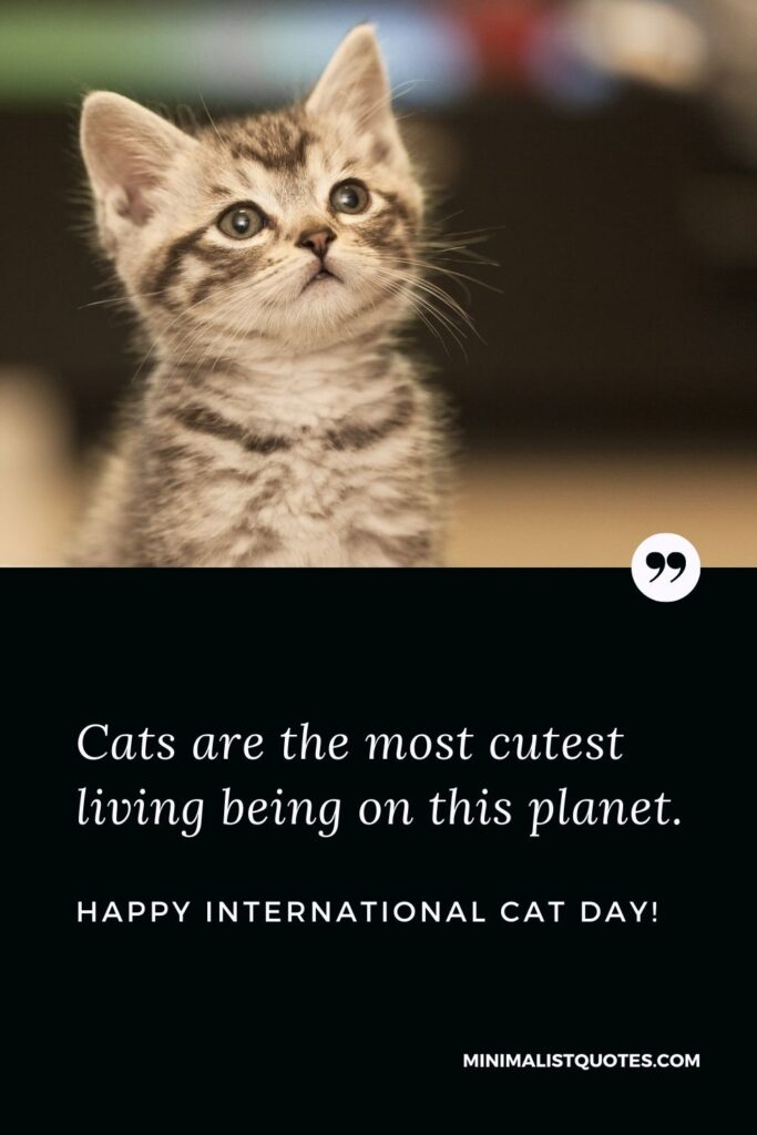 International Cat Day Quote, Wish & Message With Image: Cats are the most cutest living being on this planet. Happy International Cat Day!