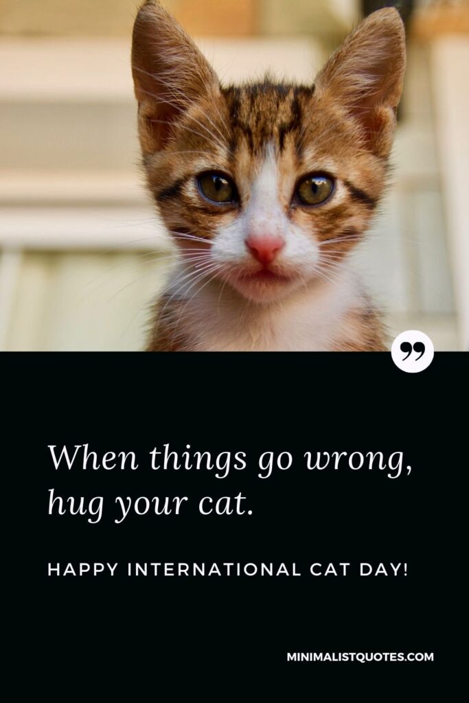 International Cat Day Quote, Wish & Message With Image: When things go wrong, hug your cat. Happy International Cat Day!