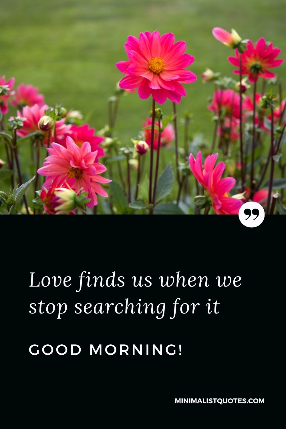 Morning Quote, Wish & Message With Image: Love finds us when we stop searching for it. Good Morning!