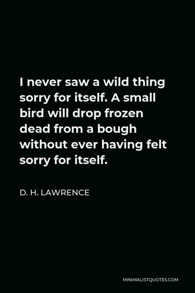 D. H. Lawrence Quote - I never saw a wild thing sorry for itself. A small bird will drop frozen dead from a bough without ever having felt sorry for itself.