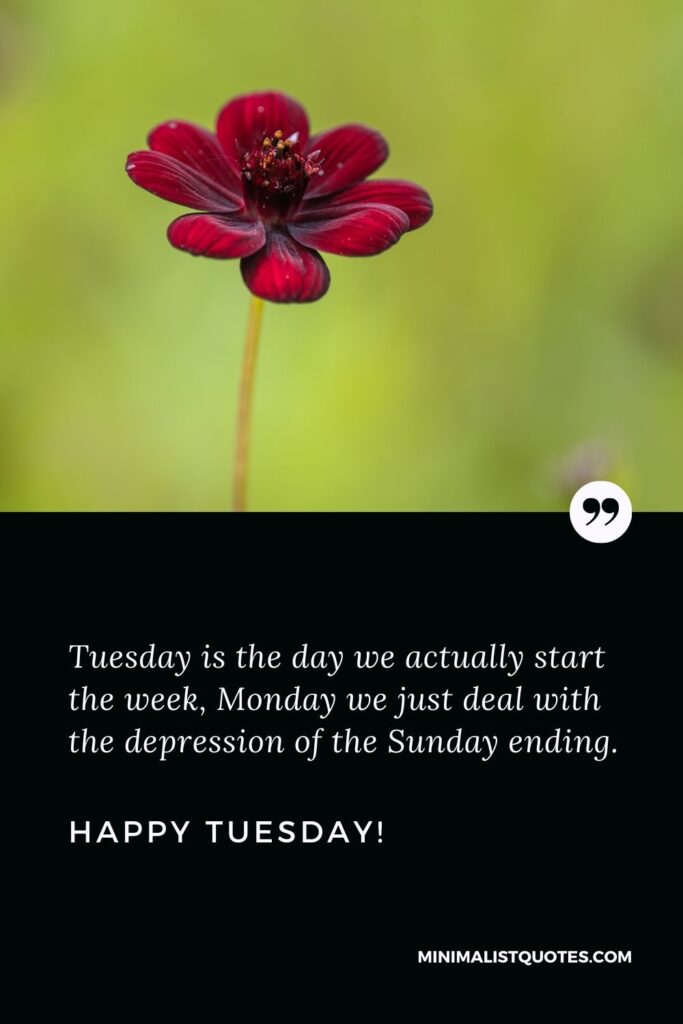 Good morning Tuesday quotes: Tuesday is the day we actually start the week, Monday we just deal with the depression of the Sunday ending. Happy Tuesday!