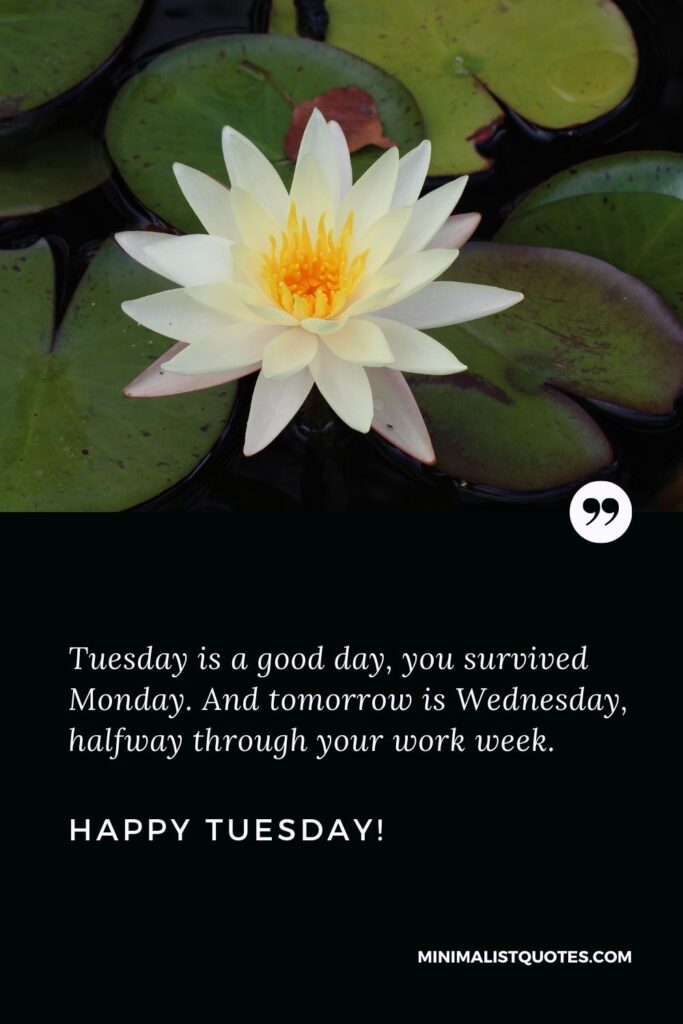 Tuesday quote of the day: Tuesday is a good day, you survived Monday. And tomorrow is Wednesday, halfway through your work week. Happy Tuesday!