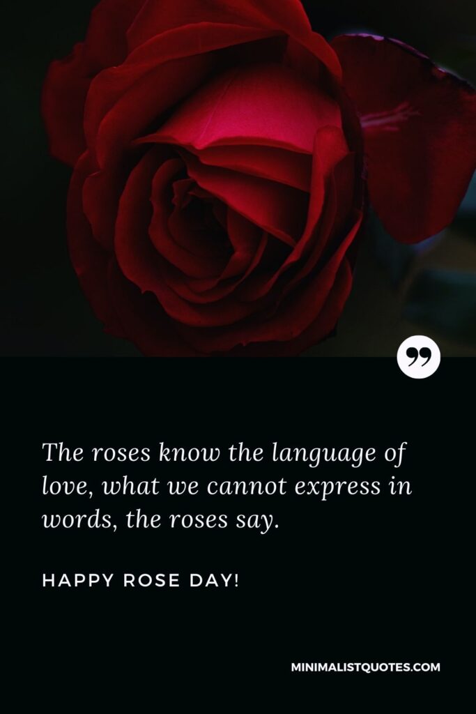 Happy rose day my love: The roses know the language of love, what we cannot express in words, the roses say. Happy Rose Day!