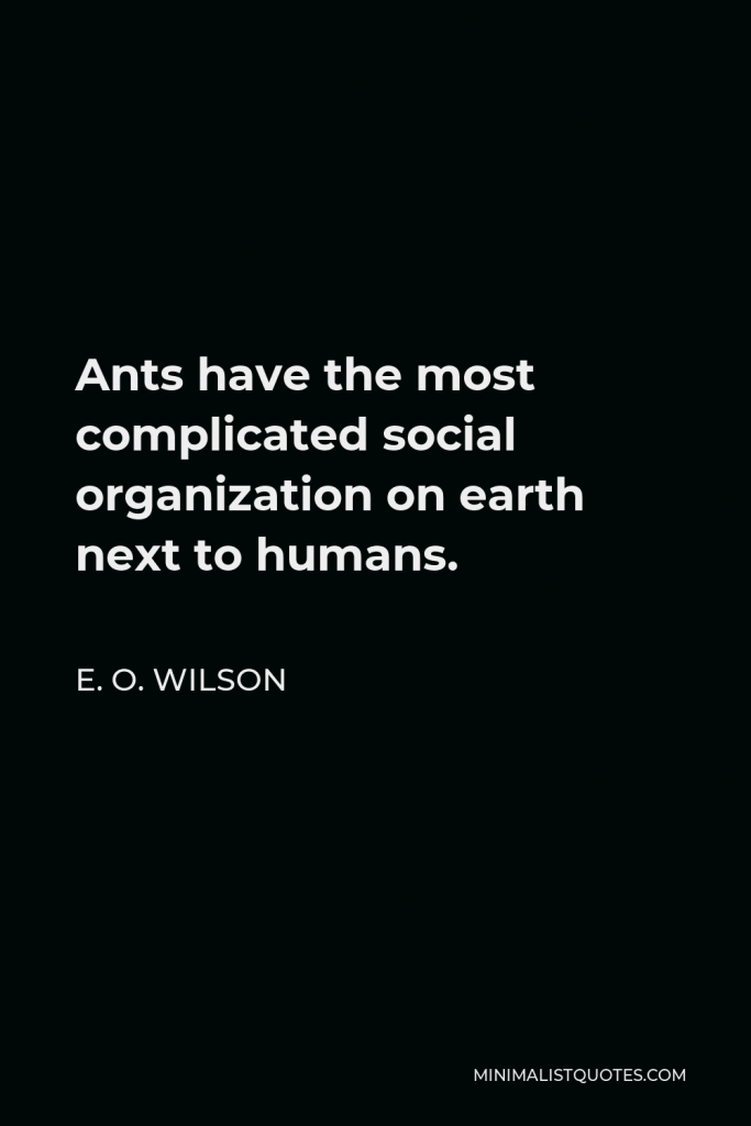 E. O. Wilson Quote - Ants have the most complicated social organization on earth next to humans.