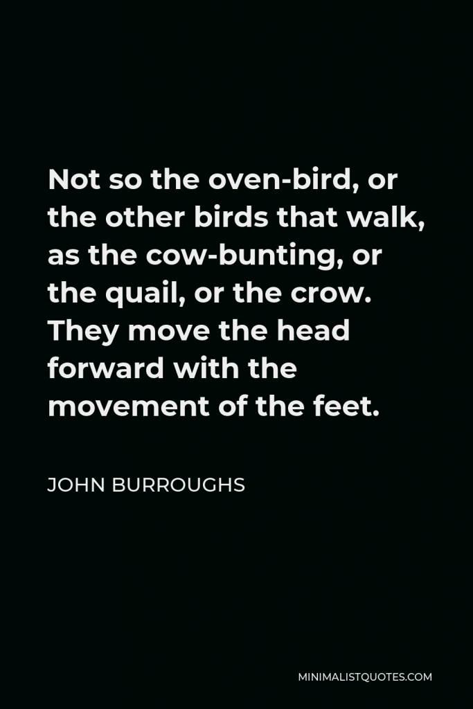 John Burroughs Quote - Not so the oven-bird, or the other birds that walk, as the cow-bunting, or the quail, or the crow. They move the head forward with the movement of the feet.
