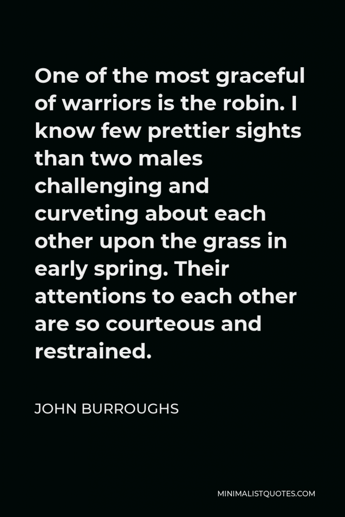 John Burroughs Quote - One of the most graceful of warriors is the robin. I know few prettier sights than two males challenging and curveting about each other upon the grass in early spring. Their attentions to each other are so courteous and restrained.