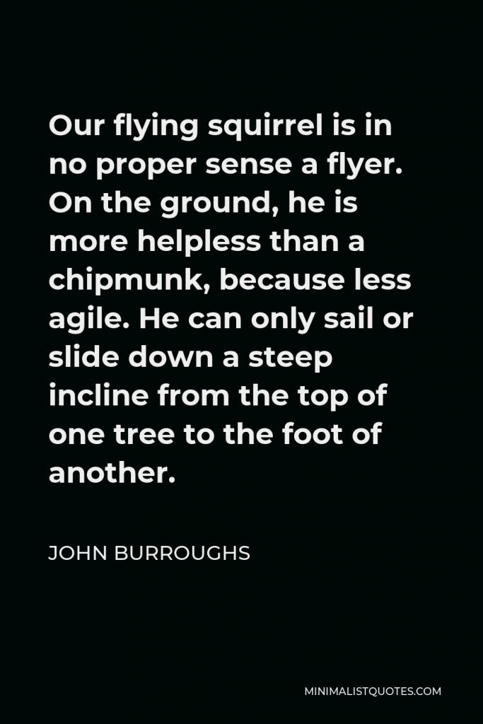 John Burroughs Quote - Our flying squirrel is in no proper sense a flyer. On the ground, he is more helpless than a chipmunk, because less agile. He can only sail or slide down a steep incline from the top of one tree to the foot of another.