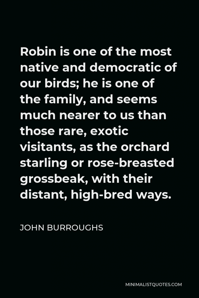 John Burroughs Quote - Robin is one of the most native and democratic of our birds; he is one of the family, and seems much nearer to us than those rare, exotic visitants, as the orchard starling or rose-breasted grossbeak, with their distant, high-bred ways.