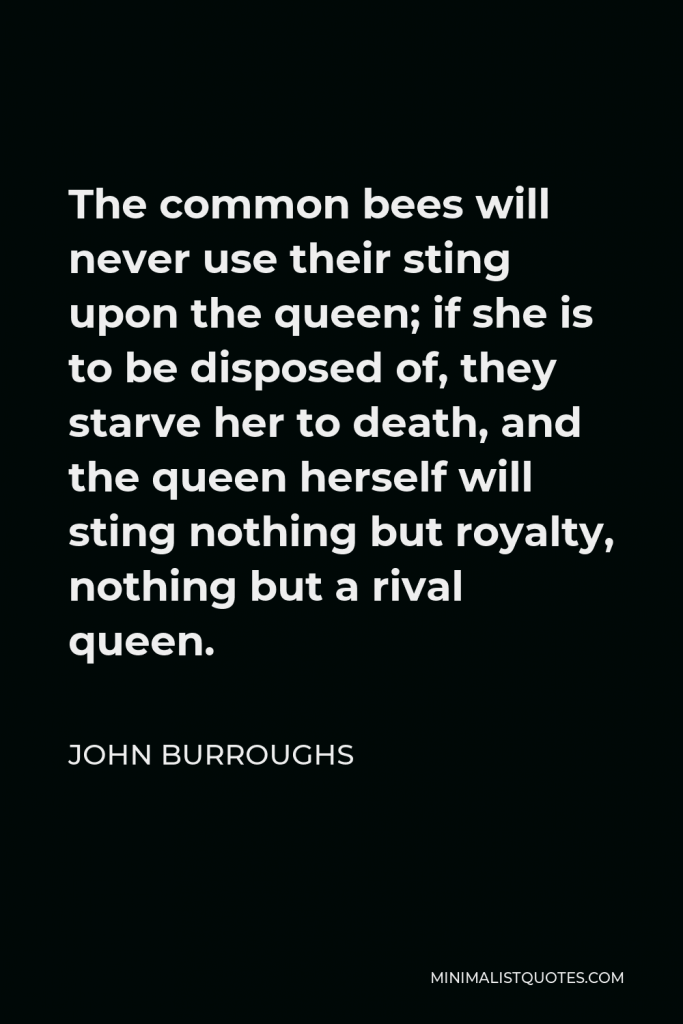 John Burroughs Quote - The common bees will never use their sting upon the queen; if she is to be disposed of, they starve her to death, and the queen herself will sting nothing but royalty, nothing but a rival queen.