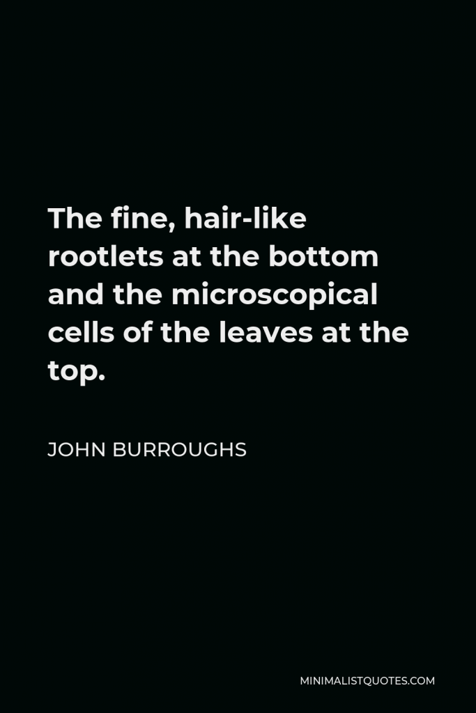 John Burroughs Quote - The fine, hair-like rootlets at the bottom and the microscopical cells of the leaves at the top.