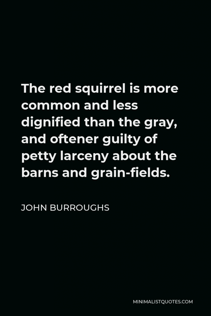 John Burroughs Quote - The red squirrel is more common and less dignified than the gray, and oftener guilty of petty larceny about the barns and grain-fields.