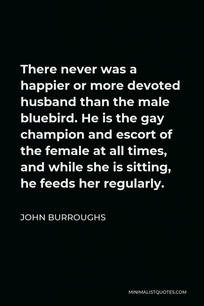 John Burroughs Quote - There never was a happier or more devoted husband than the male bluebird. He is the gay champion and escort of the female at all times, and while she is sitting, he feeds her regularly.