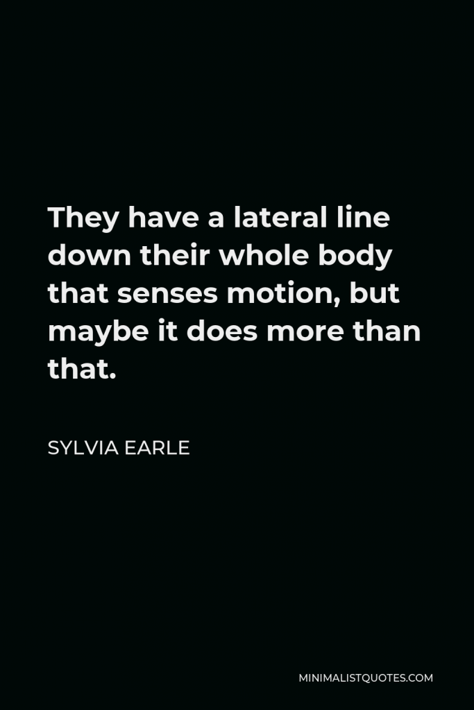 Sylvia Earle Quote - They have a lateral line down their whole body that senses motion, but maybe it does more than that.