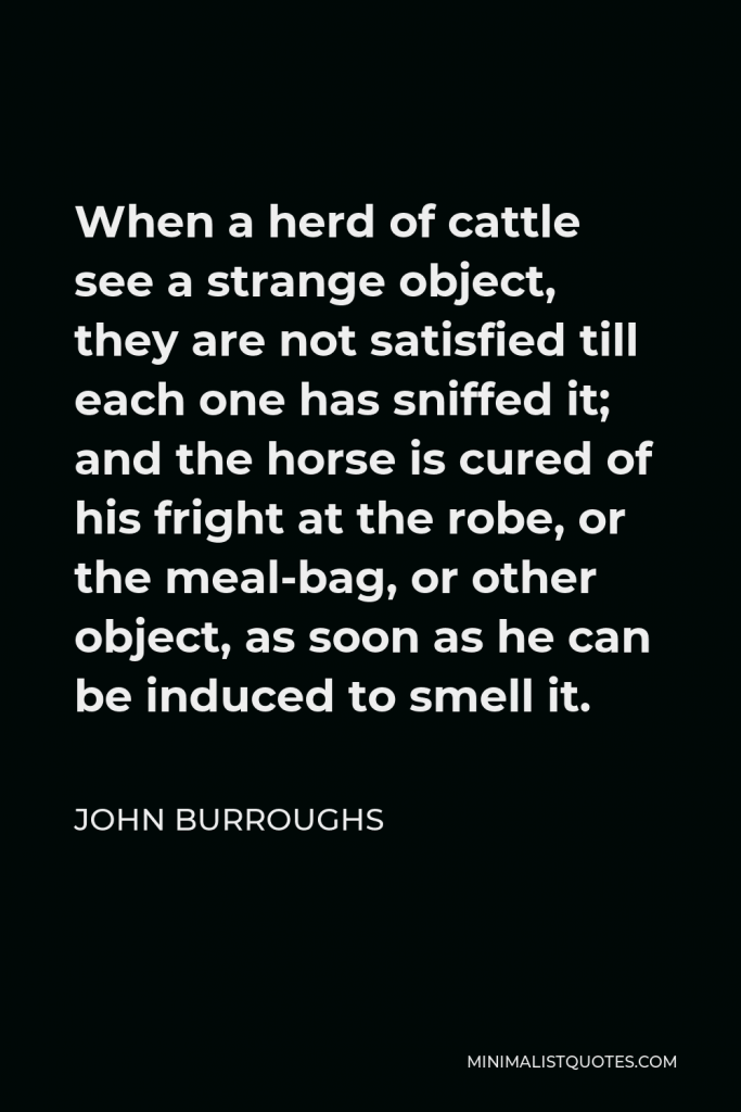 John Burroughs Quote - When a herd of cattle see a strange object, they are not satisfied till each one has sniffed it; and the horse is cured of his fright at the robe, or the meal-bag, or other object, as soon as he can be induced to smell it.