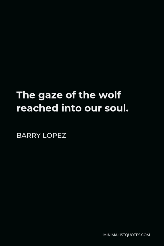 Barry Lopez Quote - The gaze of the wolf reached into our soul.