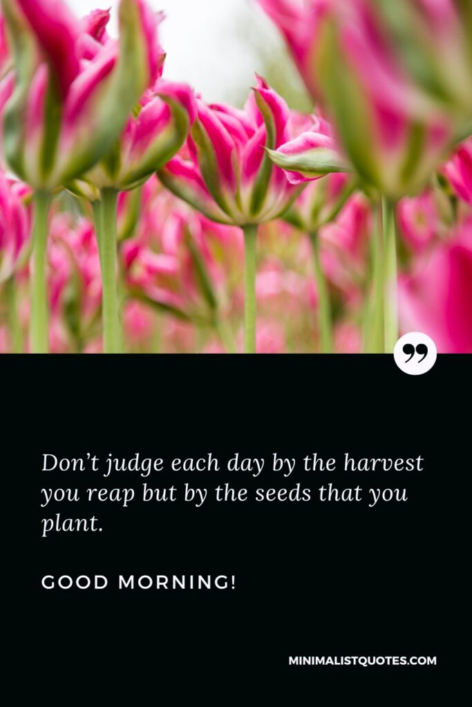 Good Morning Quotes Don’t judge each day by the harvest you reap but by the seeds that you plant. Good Morning!