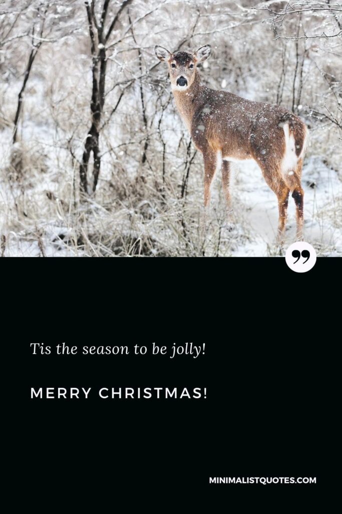 Merry Christmas Greetings: Tis the season to be jolly! Merry Christmas!