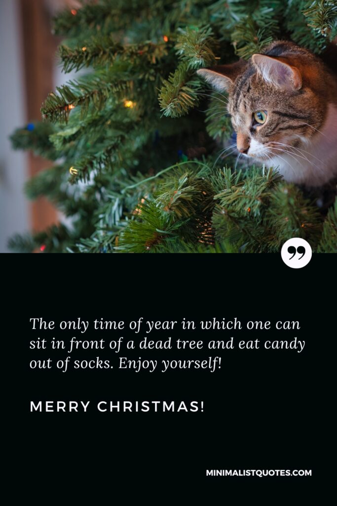 Merry Christmas Quotes: The only time of year in which one can sit in front of a dead tree and eat candy out of socks. Enjoy yourself! Merry Christmas!