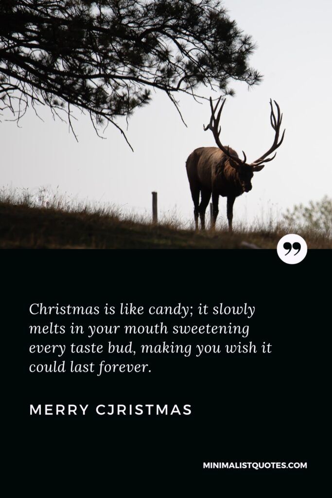 Merry Christmas Wishes: Christmas is like candy; it slowly melts in your mouth sweetening every taste bud, making you wish it could last forever. Merry Christmas!