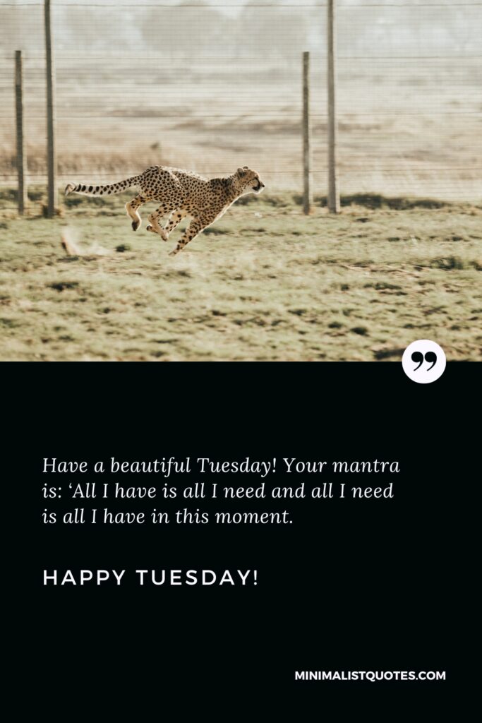 Happy Tuesday Best Quotes: Have a beautiful Tuesday! Your mantra is: ‘All I have is all I need and all I need is all I have in this moment. Happy Tuesday!