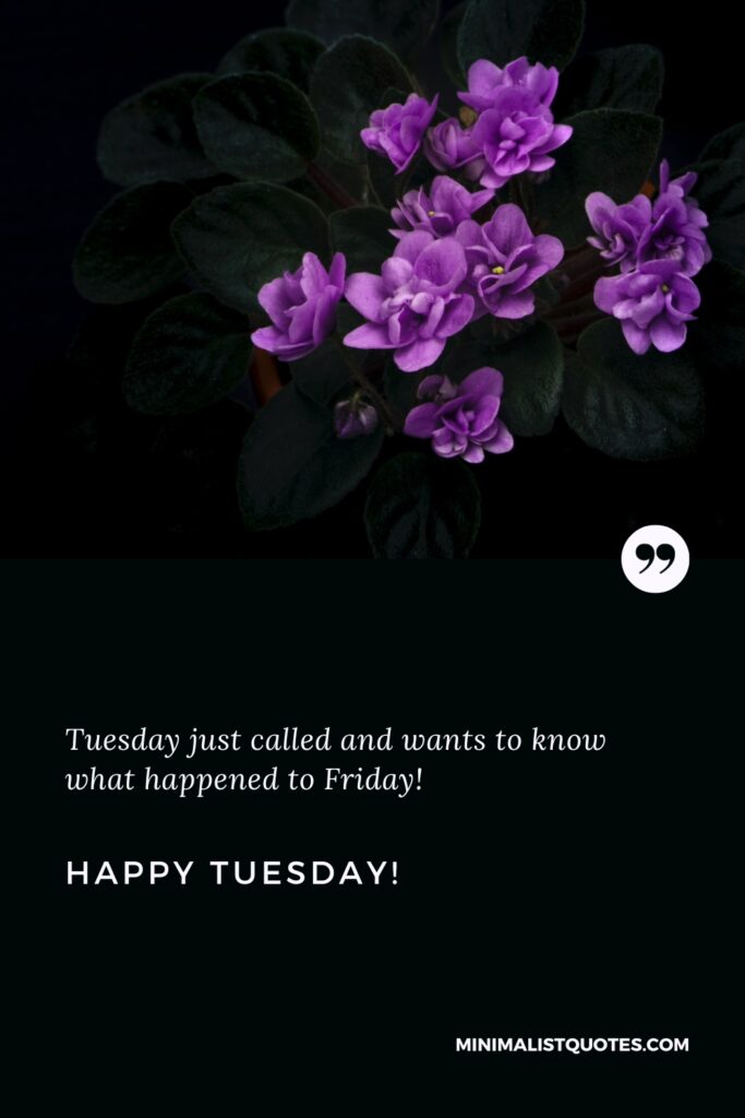 Happy Tuesday Greetings: Tuesday just called and wants to know what happened to Friday! Happy Tuesday!