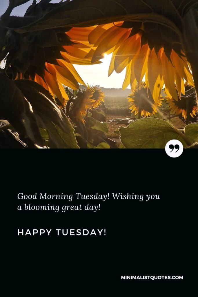 Happy Tuesday Images: Good Morning Tuesday! Wishing you a blooming great day. Happy Tuesday!