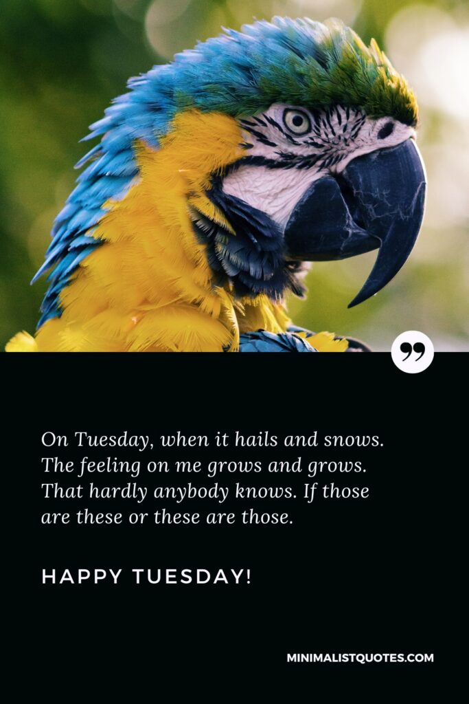 Happy Tuesday Motivational Thought: On Tuesday, when it hails and snows. The feeling on me grows and grows. That hardly anybody knows. If those are these or these are those. Happy Tuesday!