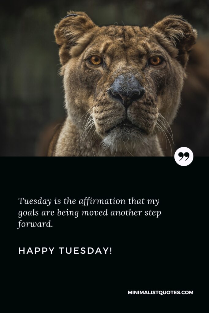 Happy Tuesday Positive Message: Tuesday is the affirmation that my goals are being moved another step forward. Happy Tuesday!