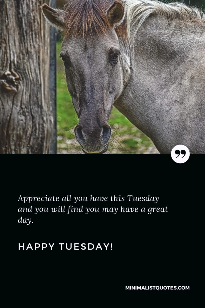 Happy Tuesday Quotes: Appreciate all you have this Tuesday and you will find you may have a great day. Happy Tuesday!
