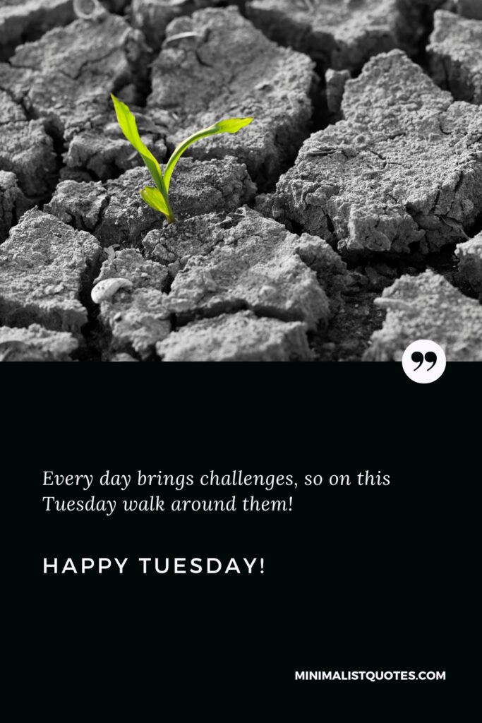 Happy Tuesday Quotes: Every day brings challenges, so on this Tuesday walk around them. Happy Tuesday!