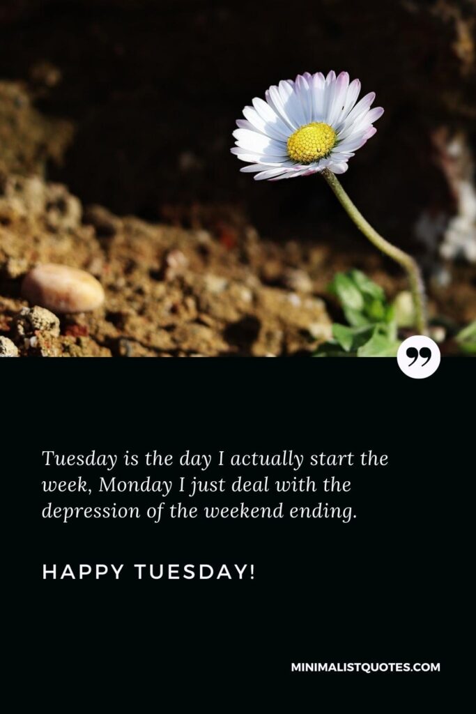 Happy Tuesday Quotes: Tuesday is the day I actually start the week, Monday I just deal with the depression of the weekend ending. Happy Tuesday!