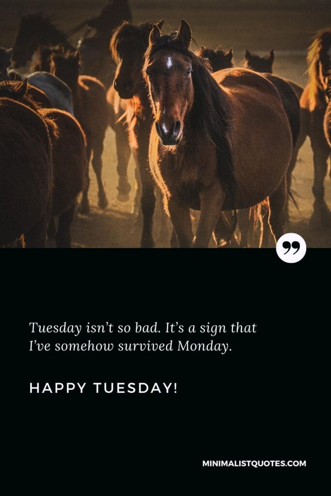 Happy Tuesday Quotes: Tuesday isn’t so bad. It’s a sign that I’ve somehow survived Monday. Happy Tuesday!