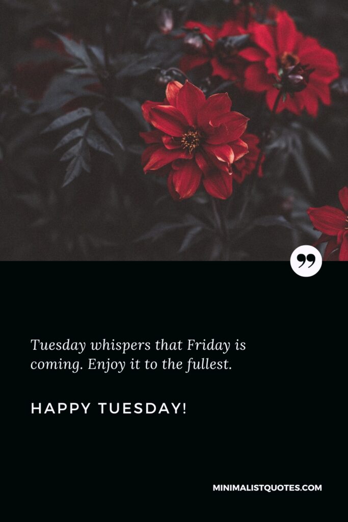 Happy Tuesday Thoughts: Tuesday whispers that Friday is coming. Enjoy it to the fullest. Happy Tuesday!