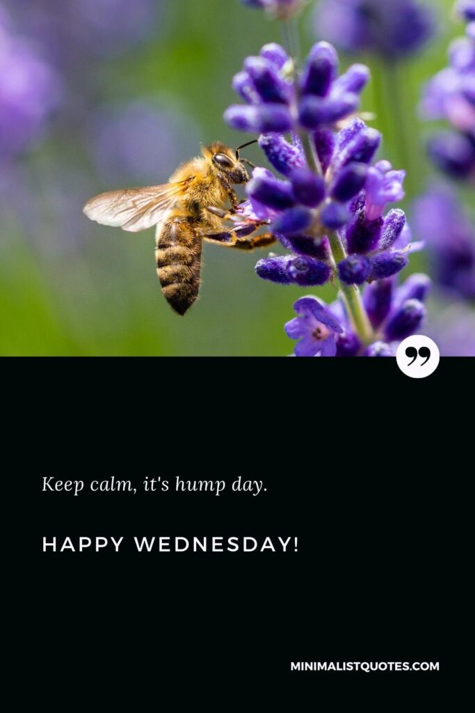 Happy Wednesday Greetings: Keep calm, it's hump day. Happy Wednesday!