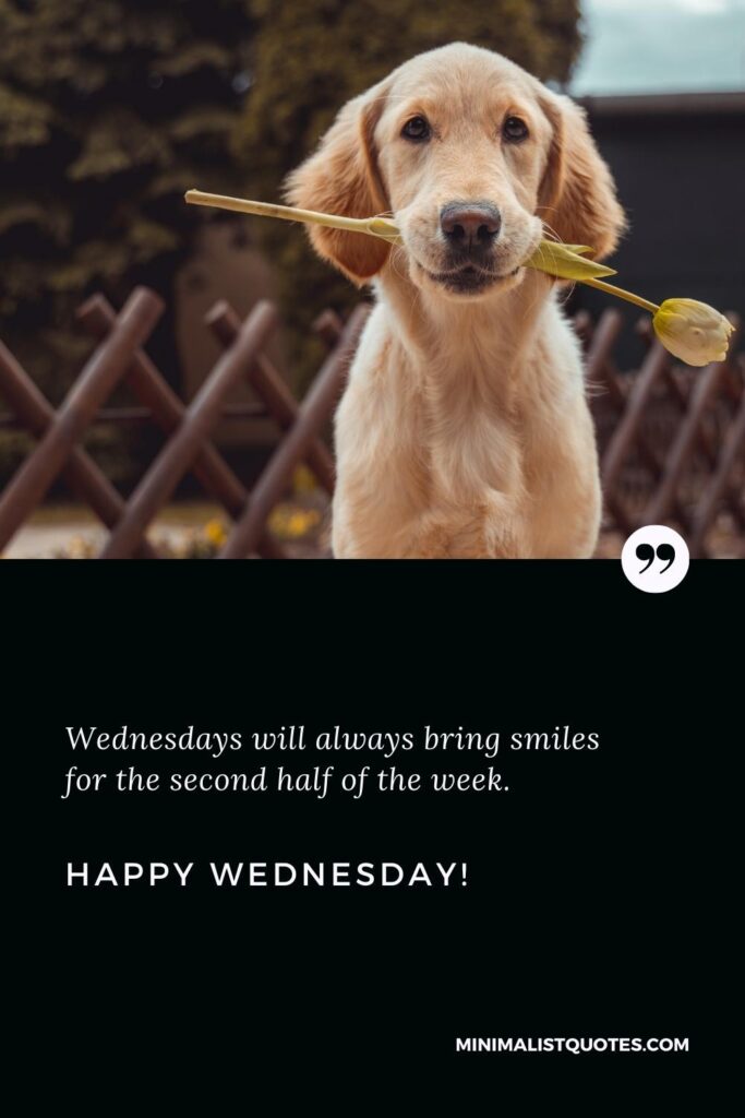 Happy Wednesday Wishes: Wednesdays will always bring smiles for the second half of the week. Happy Wednesday!