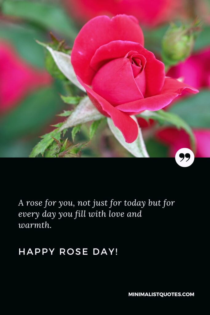 Happy Rose Day Quotes: A rose for you, not just for today but for every day you fill with love and warmth. Happy Rose Day!