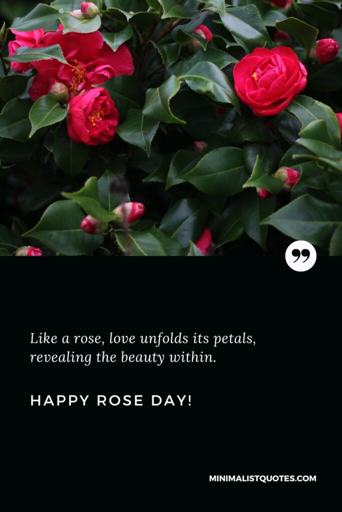 Happy Rose Day Quotes: Like a rose, love unfolds its petals, revealing the beauty within. Happy Rose Day
