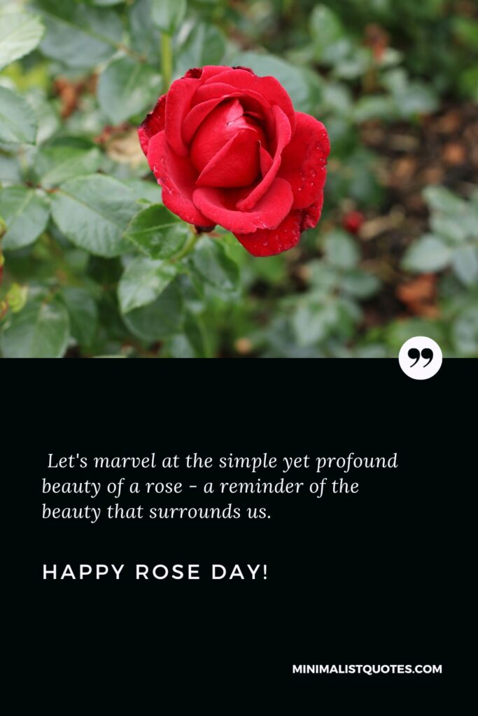Happy Rose Day Quotes: Let's marvel at the simple yet profound beauty of a rose - a reminder of the beauty that surrounds us. Happy Rose Day!