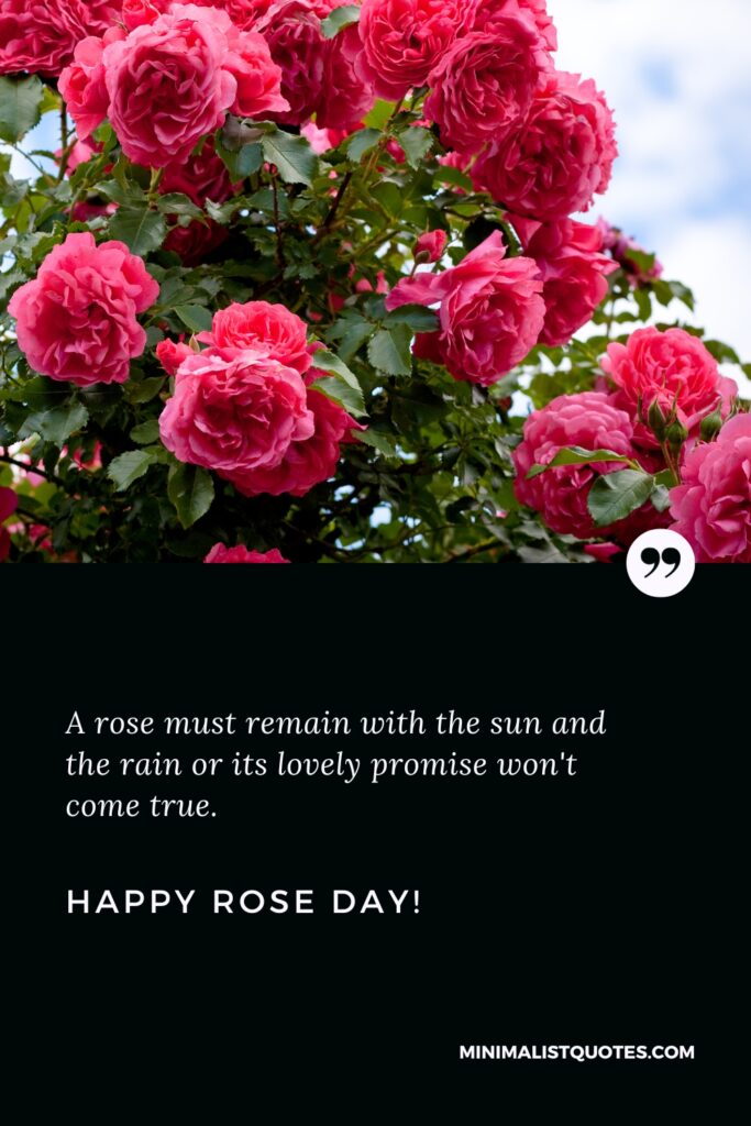 Happy Rose Day Wishes: A rose must remain with the sun and the rain or its lovely promise won't come true. Happy Rose Day!