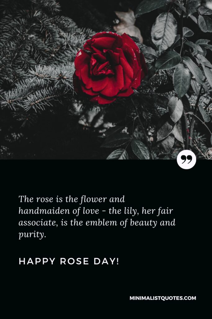 Happy Rose Day Wishes: The rose is the flower and handmaiden of love - the lily, her fair associate, is the emblem of beauty and purity. Happy Rose Day!