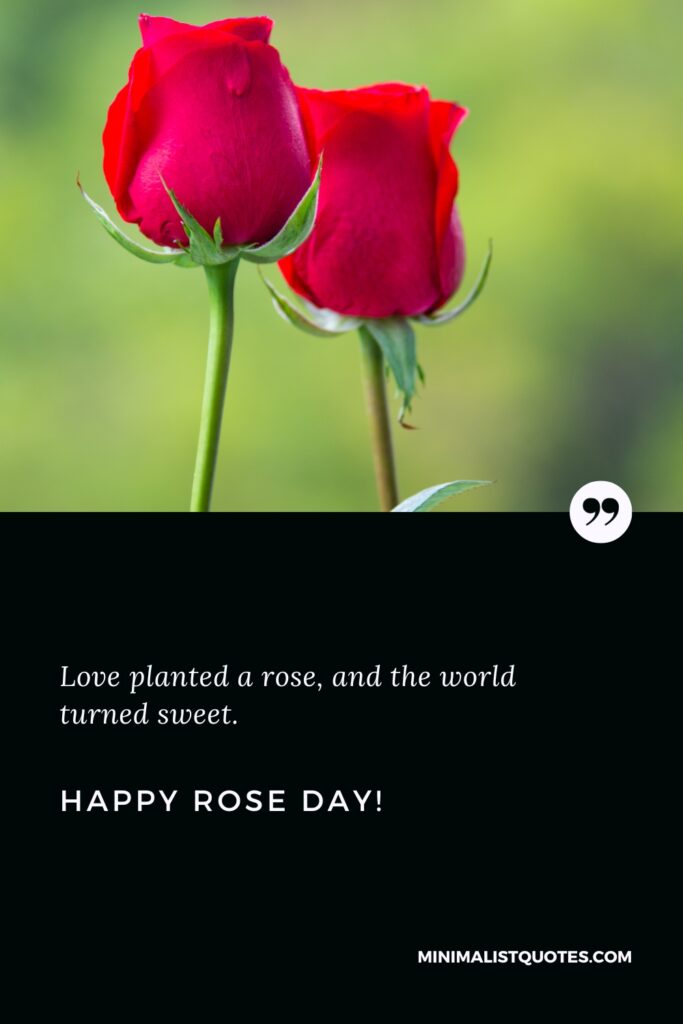 Happy Rose Day Wishes: Love planted a rose, and the world turned sweet. Happy Rose Day!