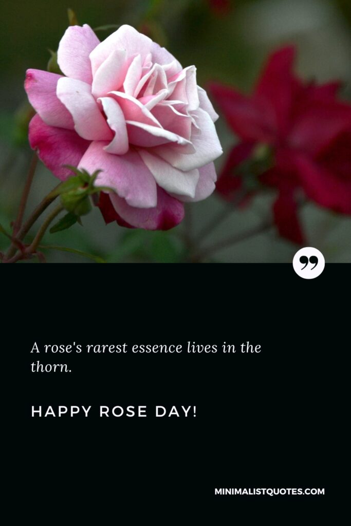 Happy Rose Day Wishes: A rose's rarest essence lives in the thorn. Happy Rose Day!