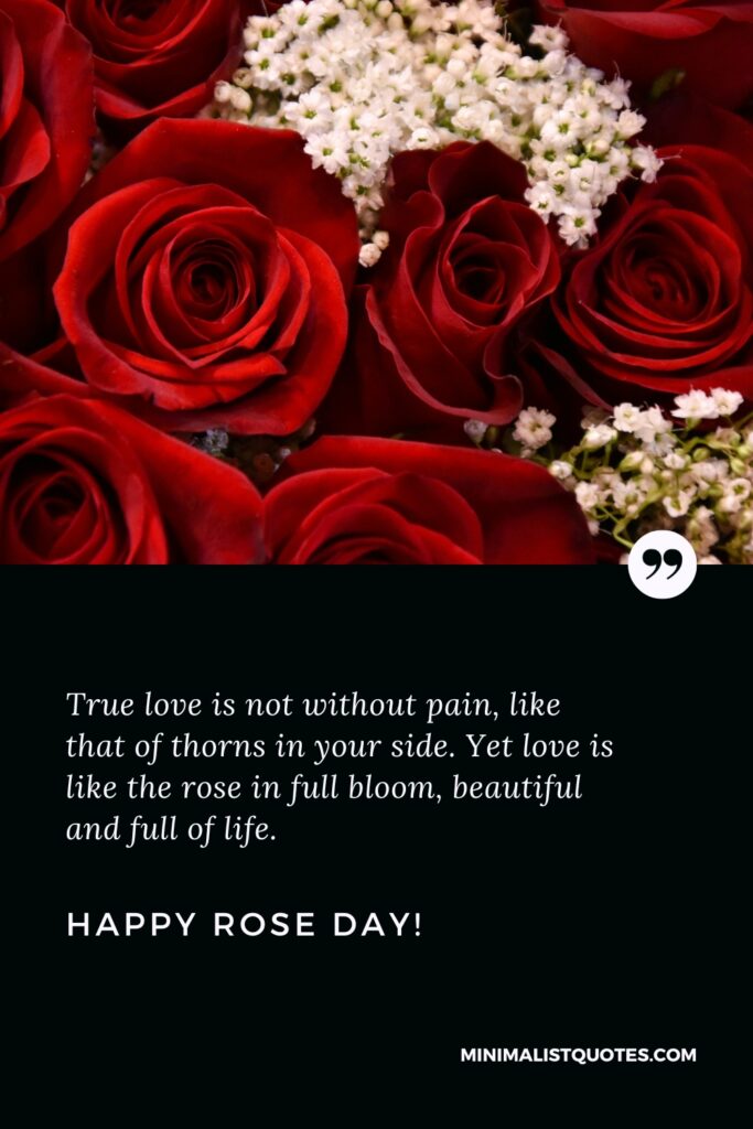 Happy Rose Day Wishes: True love is not without pain, like that of thorns in your side. Yet love is like the rose in full bloom, beautiful and full of life. Happy Rose Day!
