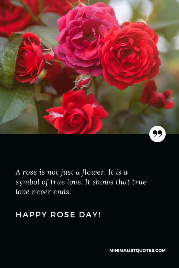 Happy Rose Day Wishes: A rose is not just a flower. It is a symbol of true love. It shows that true love never ends. Happy Rose Day!