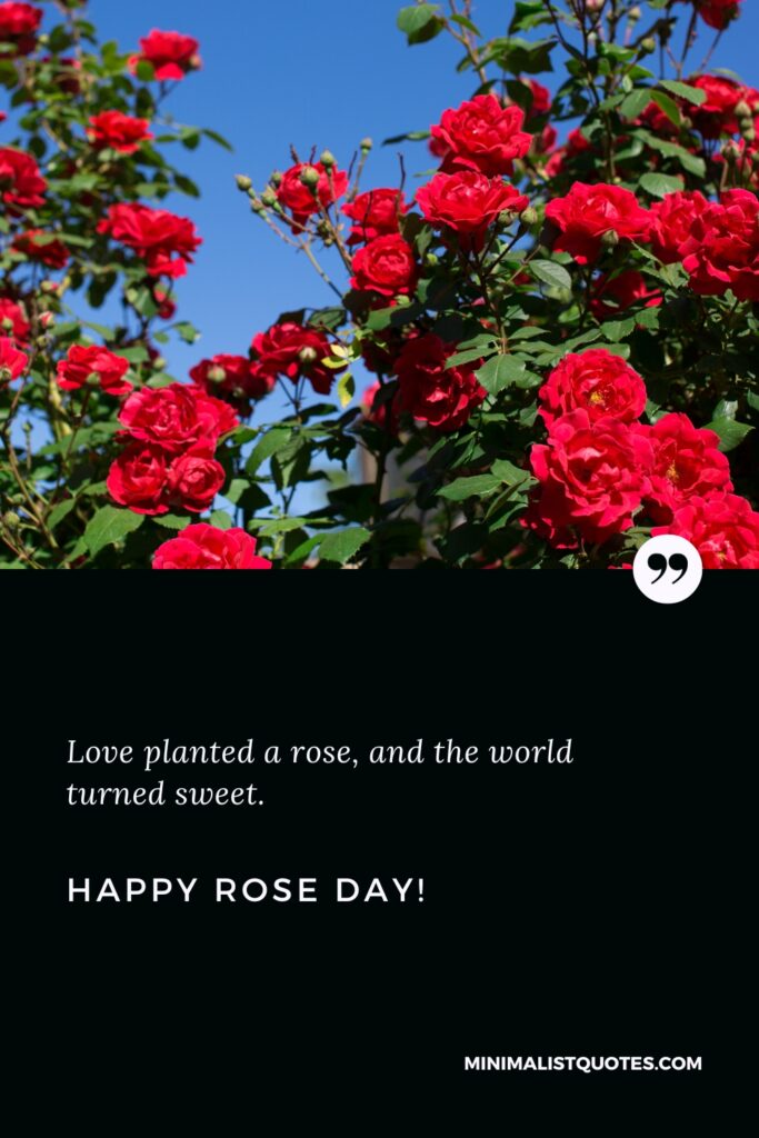Happy Rose Day Wishes: Love planted a rose, and the world turned sweet. Happy Rose Day!